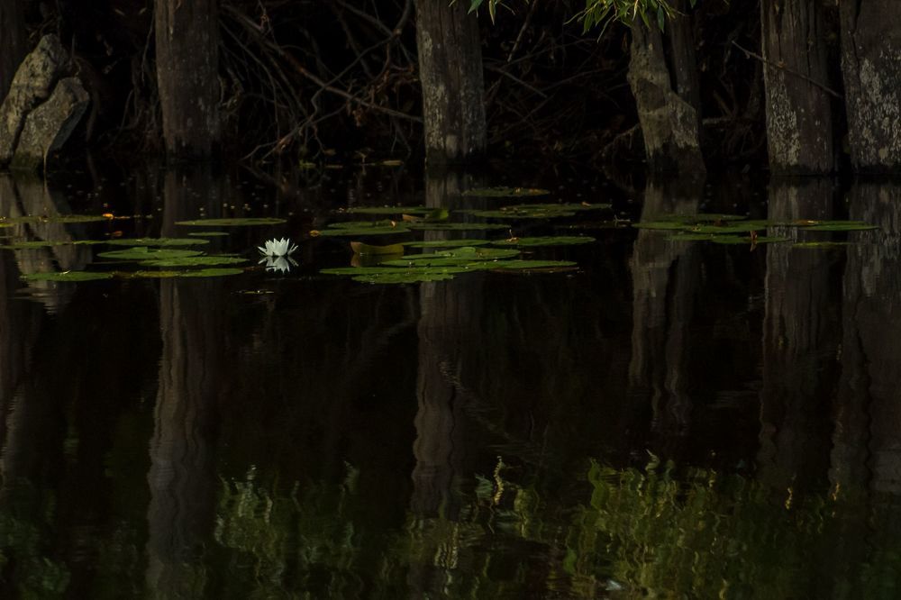 Лесная красавица