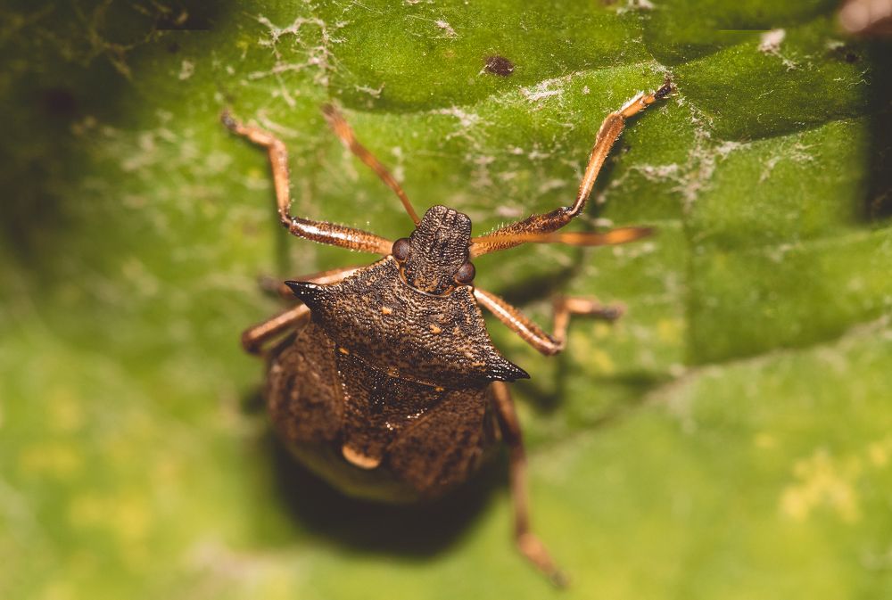 Щитник двузубчатый - Picromerus bidens (spiny shieldbug или spiked shieldbug)