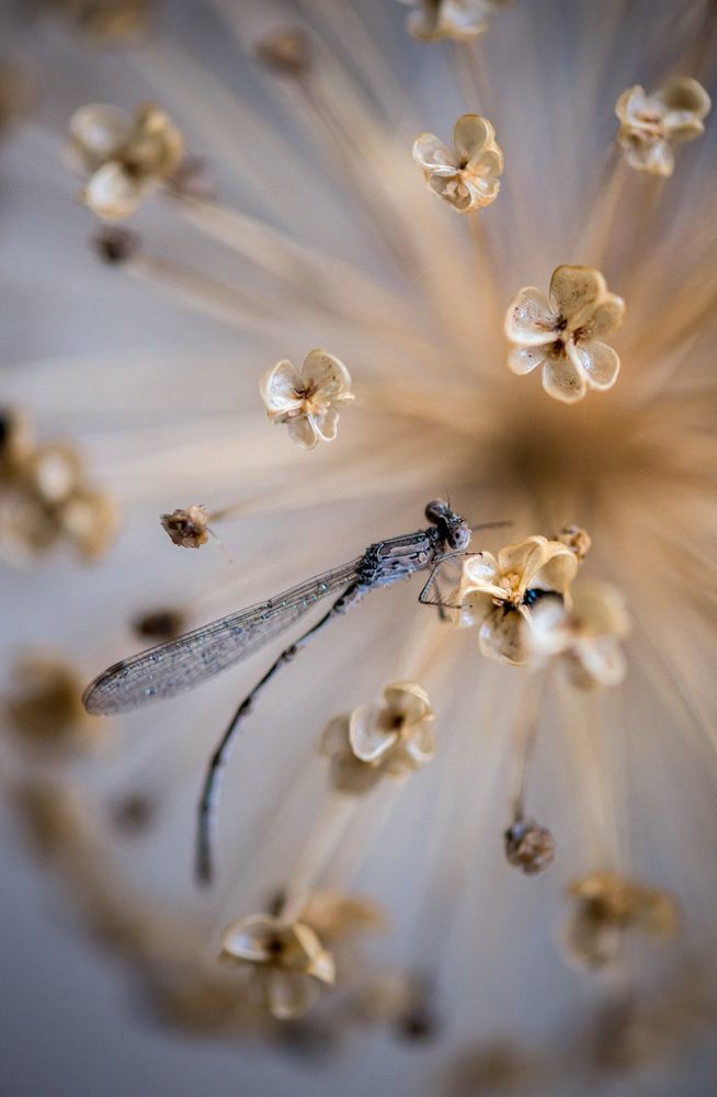 Разбегание галактик