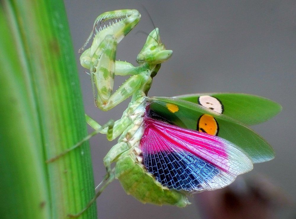 insect(prayer manthis)