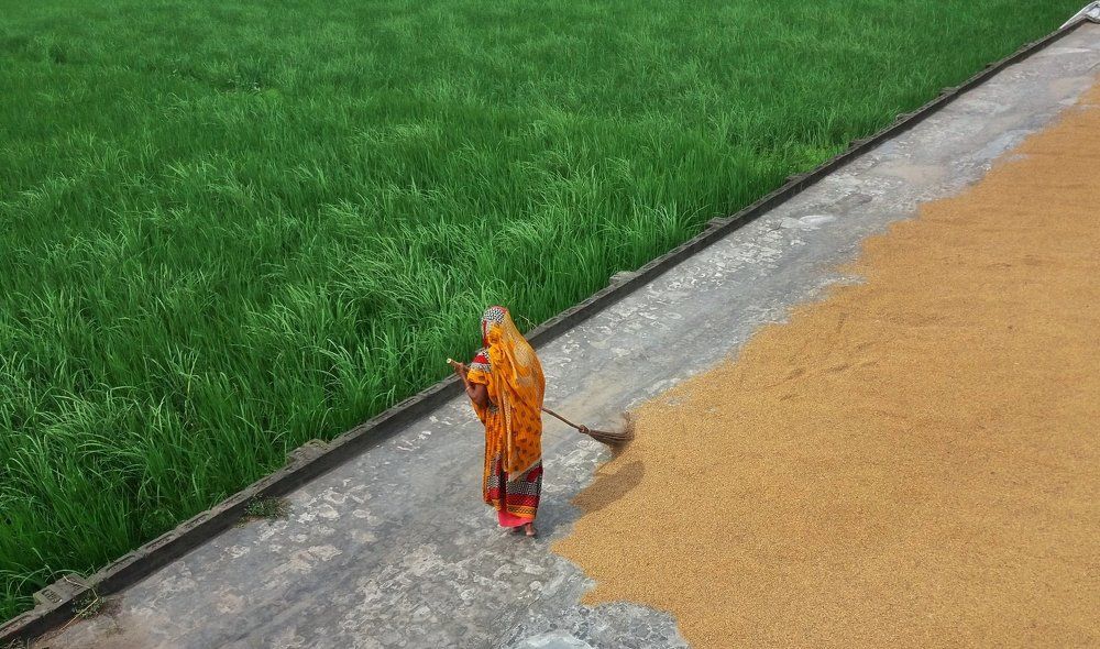 rice processing & production