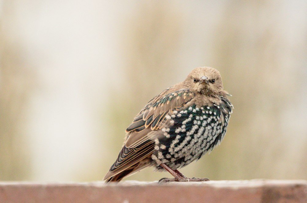 Обыкнове́нный скворе́ц (лат. Sturnus vulgaris)