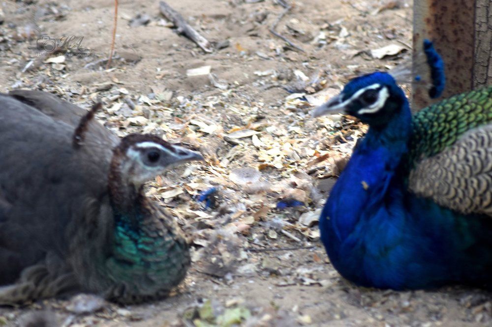 Peacock and Peahen