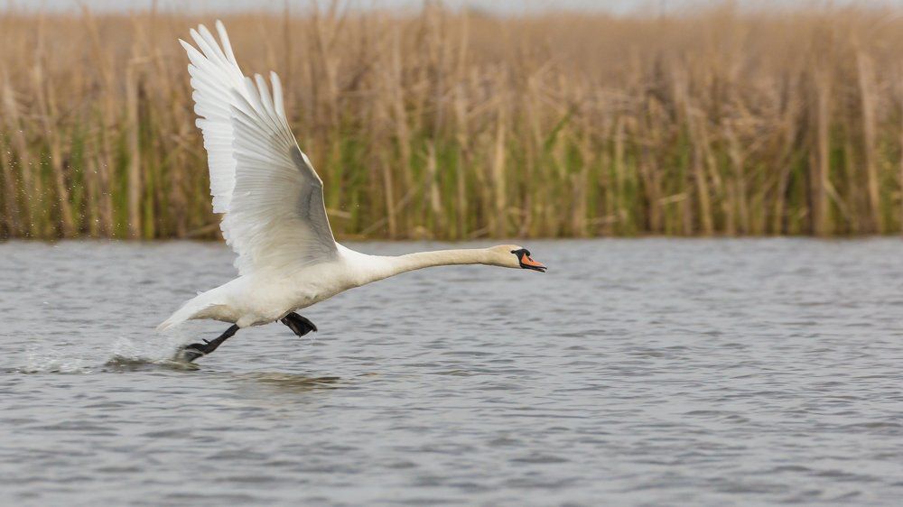 Последний взгляд, последние шаги в мгновенье от отрыва.