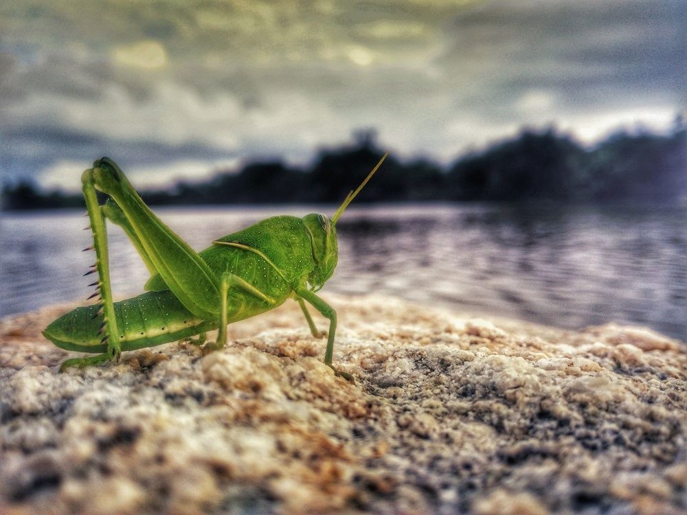 grasshopper on shore
