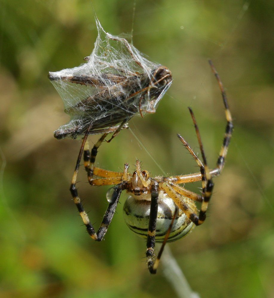 Паук и жертва