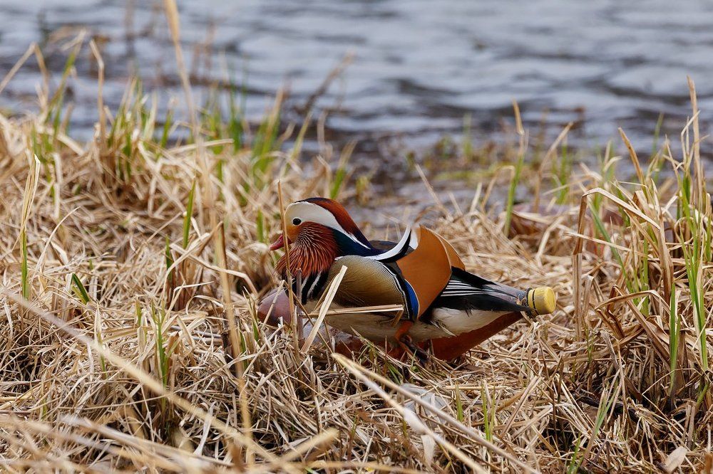 Птица-бутылка