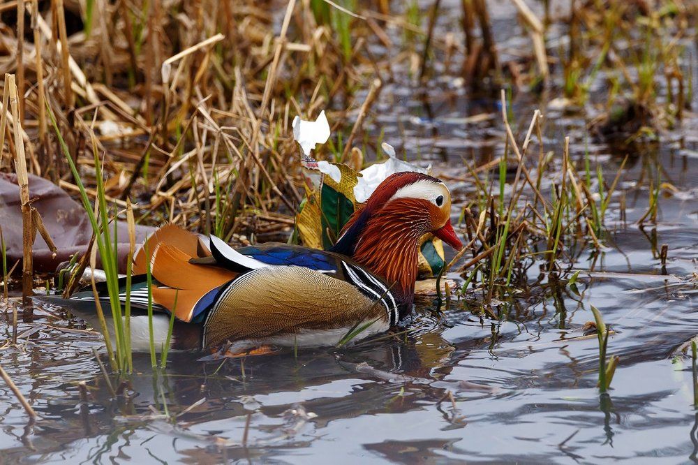 Среда обитания краснокнижной птицы