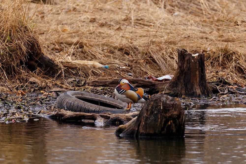 Колесо обозрения