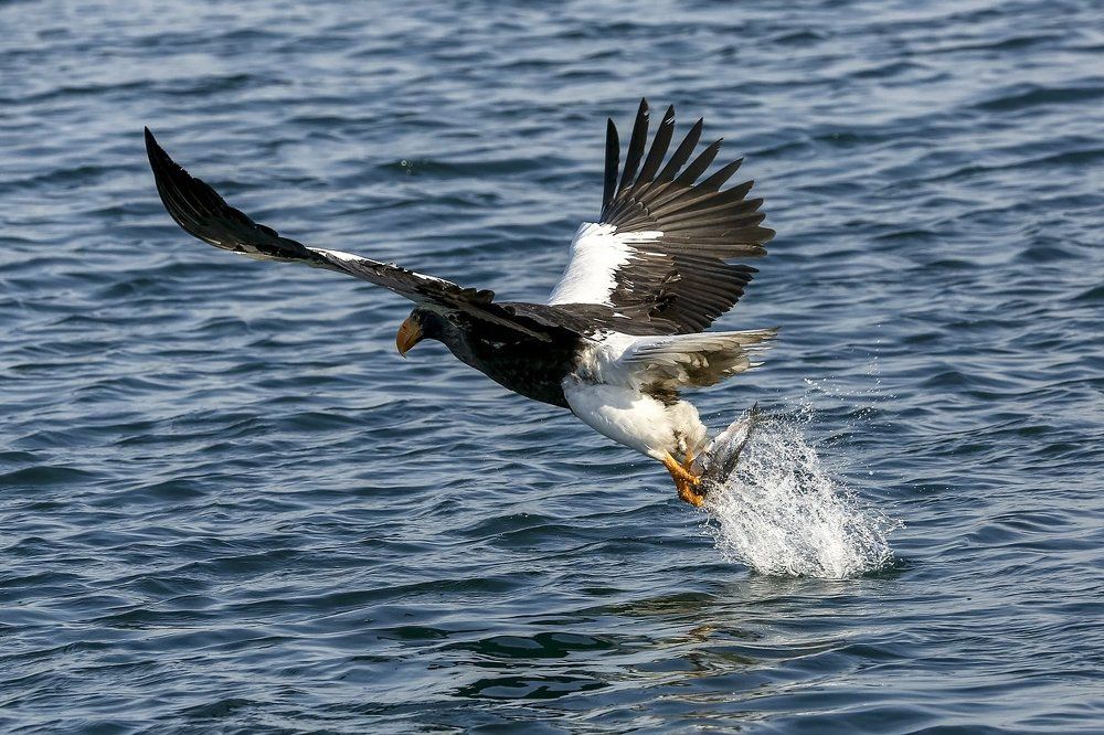 Удачная рыбалка