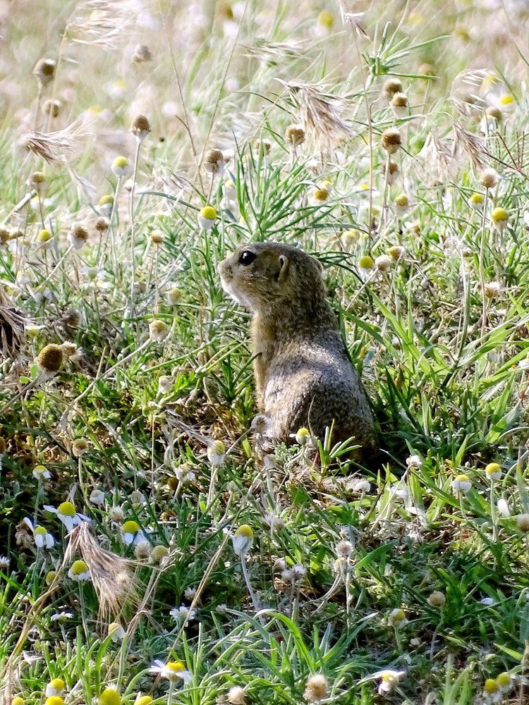 gopher