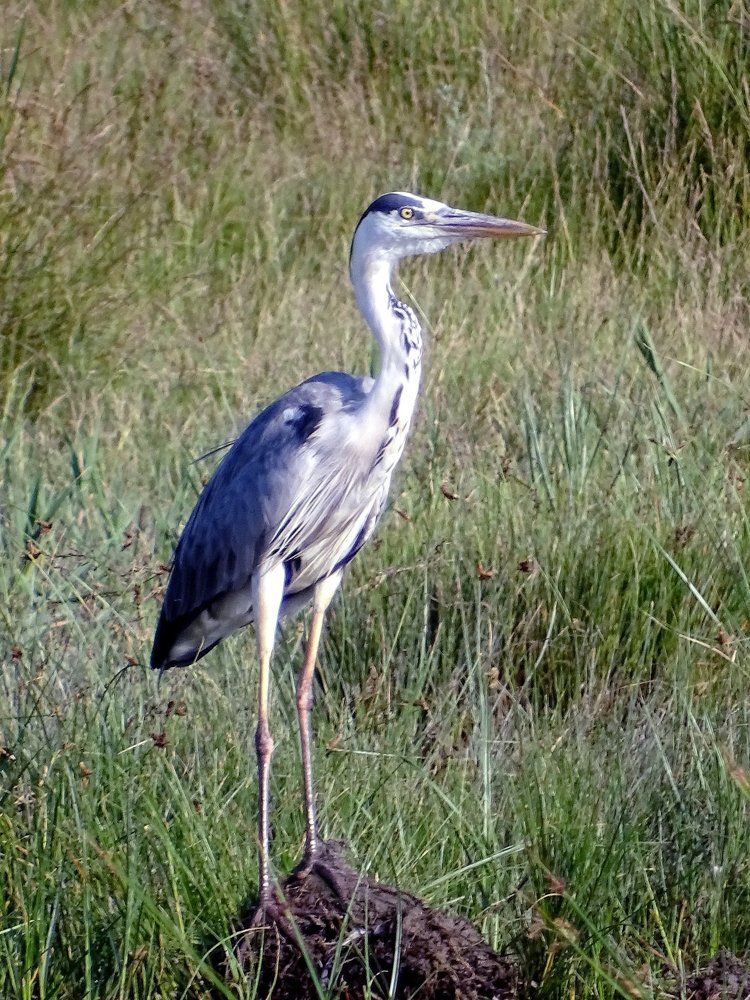 gray heron