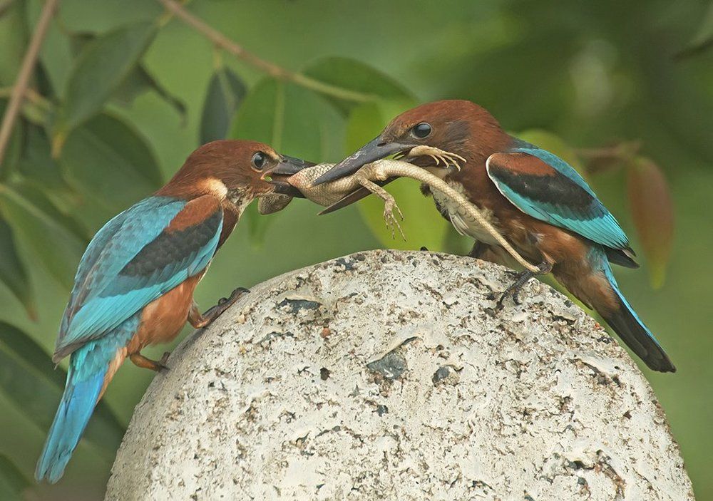 Its my You Burgler!!