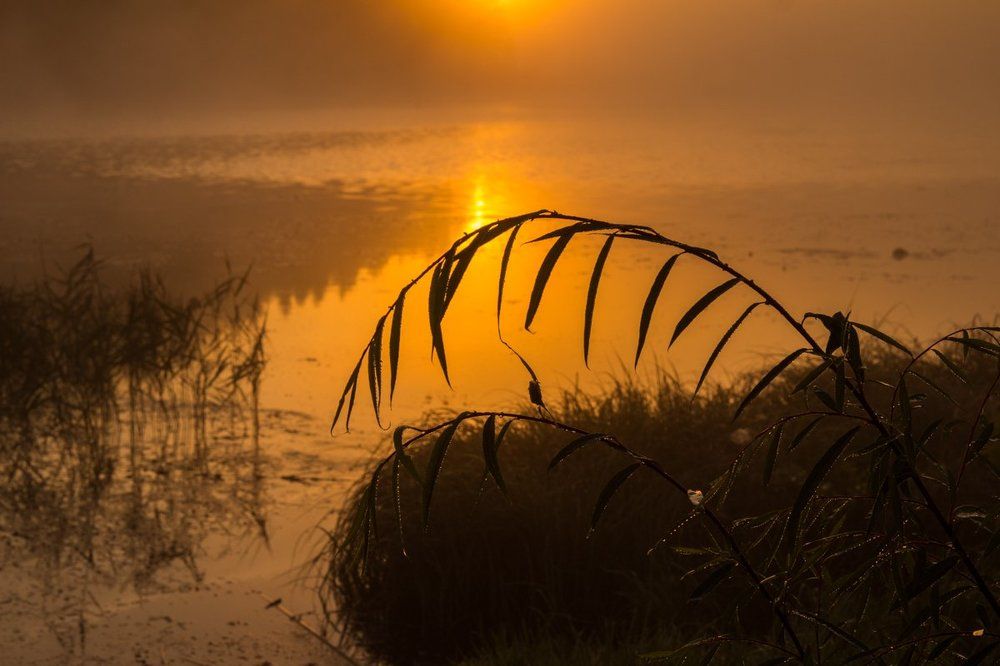 Photograph by Александра Шайдурова