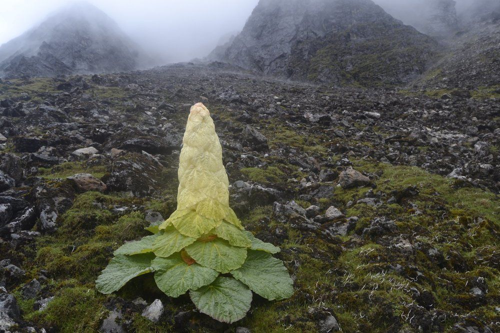 A sentinel plant of mountain landscape---Rheum nobile