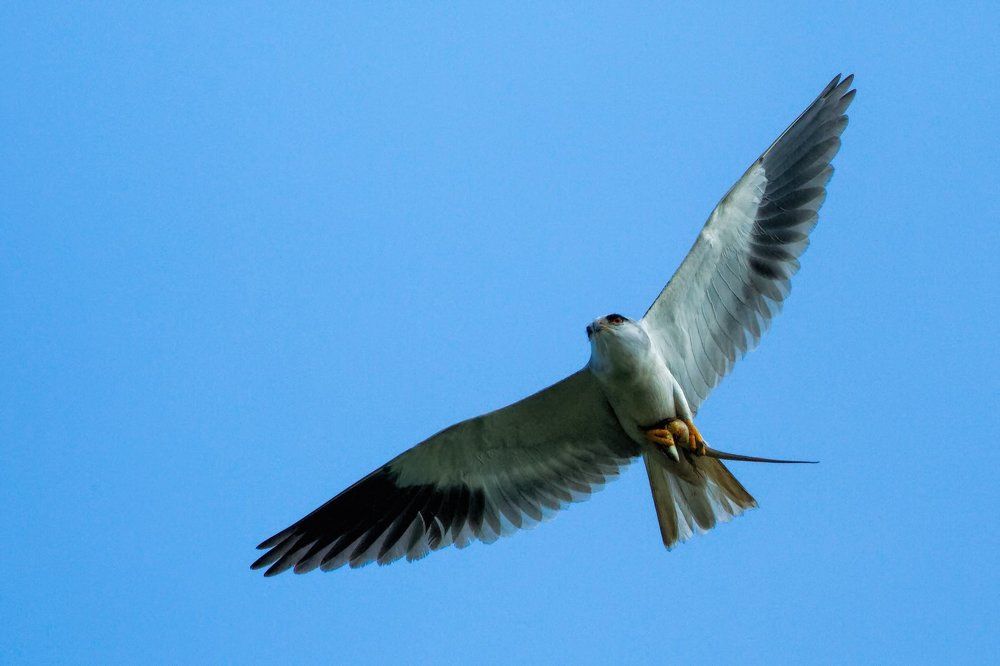 Black shoulder kite with a prey