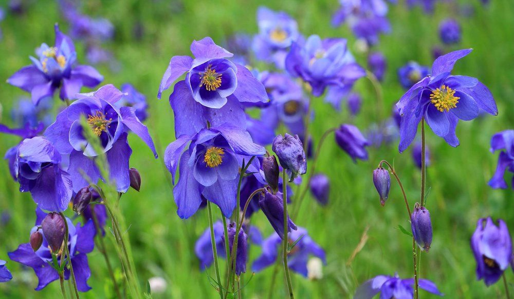 Алтайский заповедник.