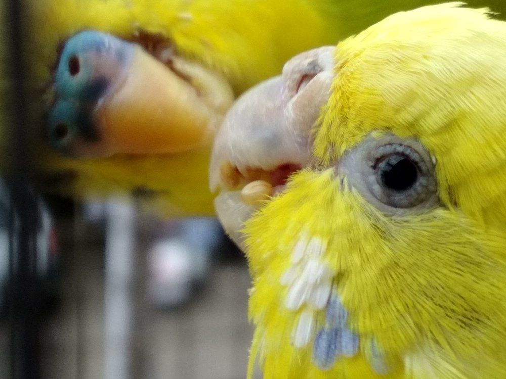 bird