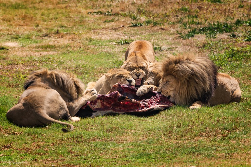 Lions lunch