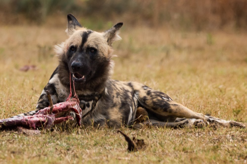 Wild dogs lunch