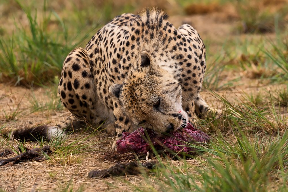 Cheetahs lunch