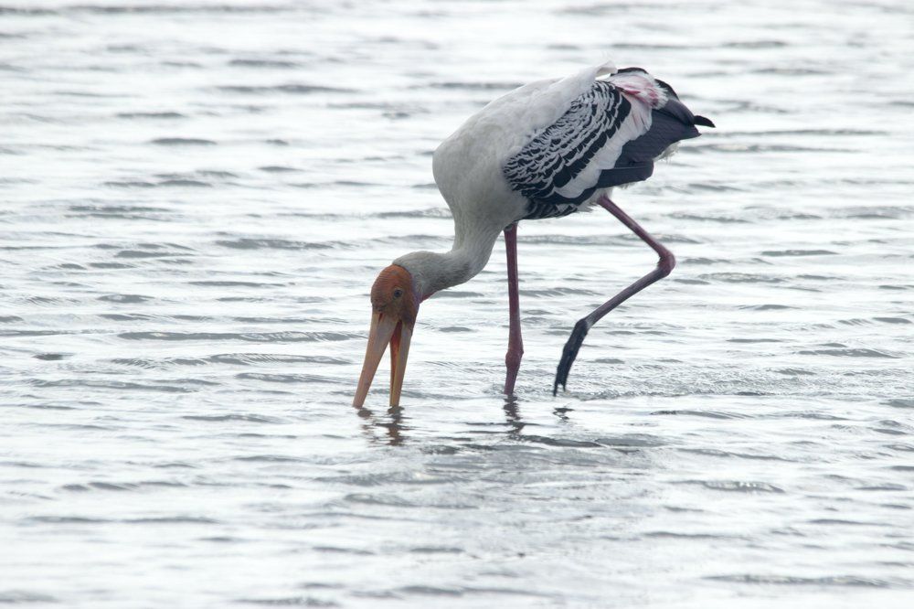 Painted stork