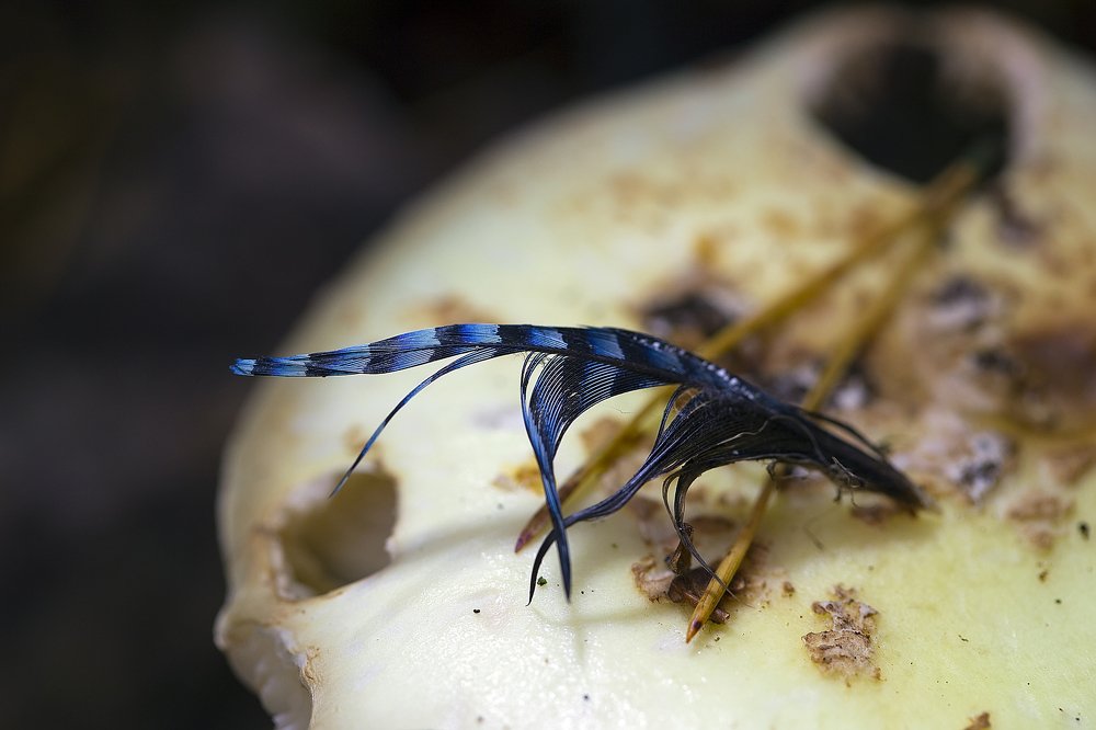 Мечты о синей птице