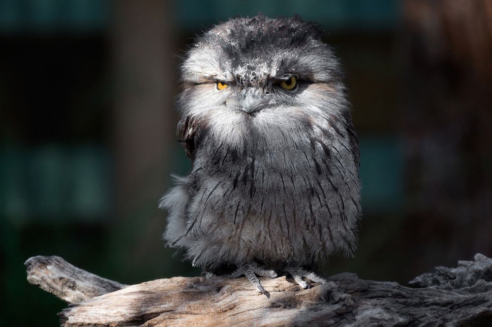 Дымчатый лягушкорот