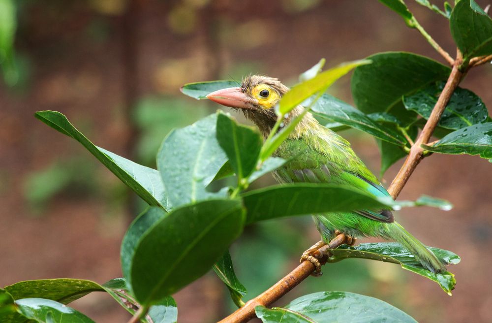The little brown headed barbet from Ceilon