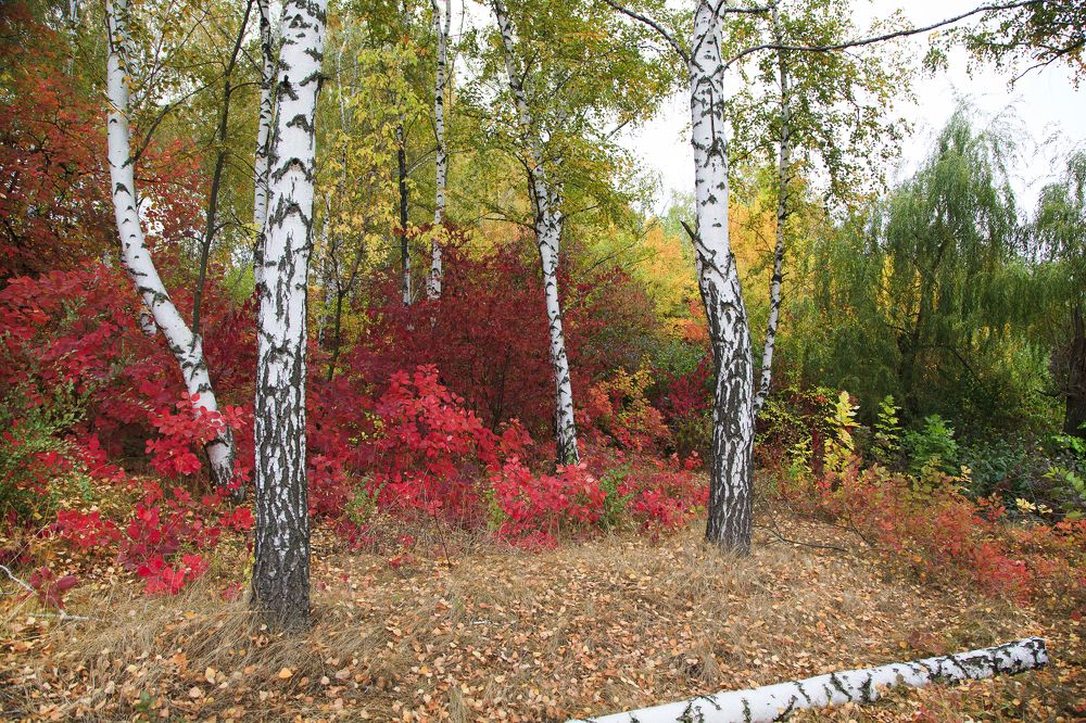 Все краски осени