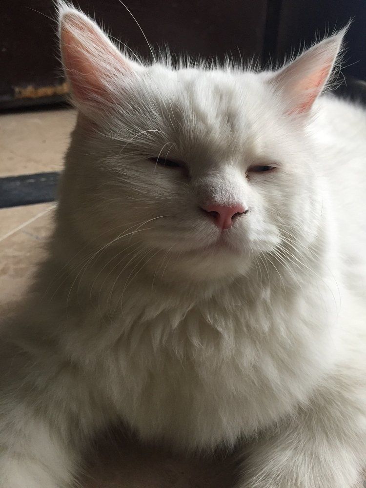 Fluffy