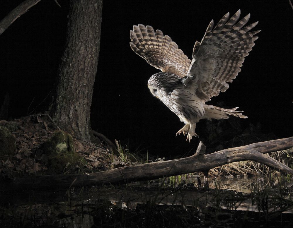 Неясыть мышкующая