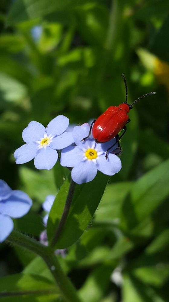 Весенний наряд