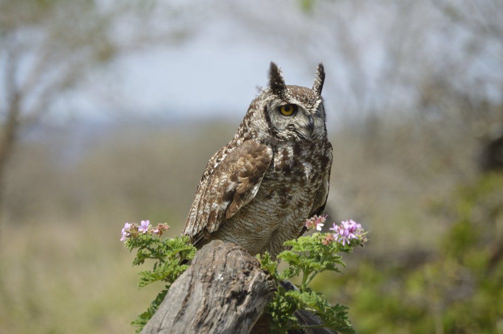 Watchful eyes