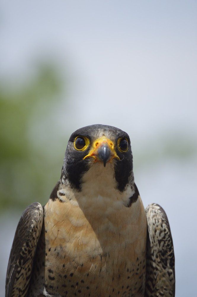 Falcon