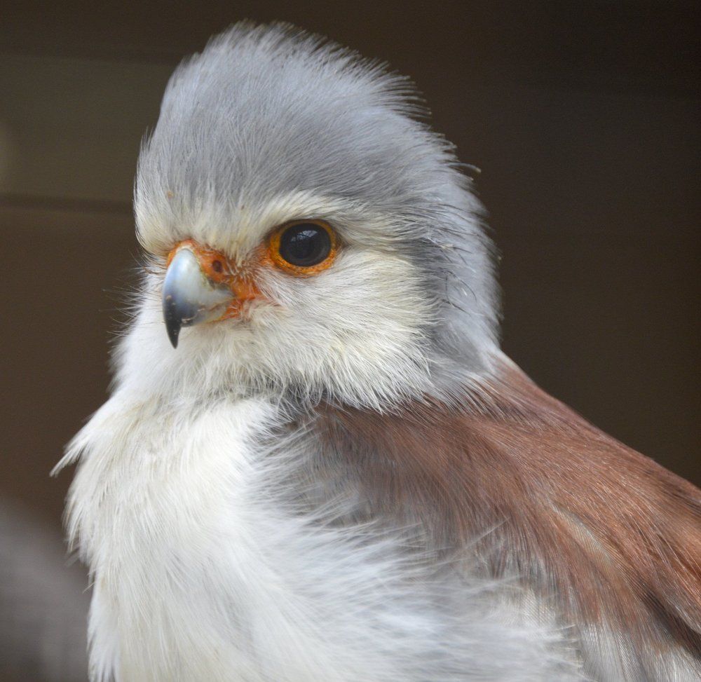 Pygmy Falcon