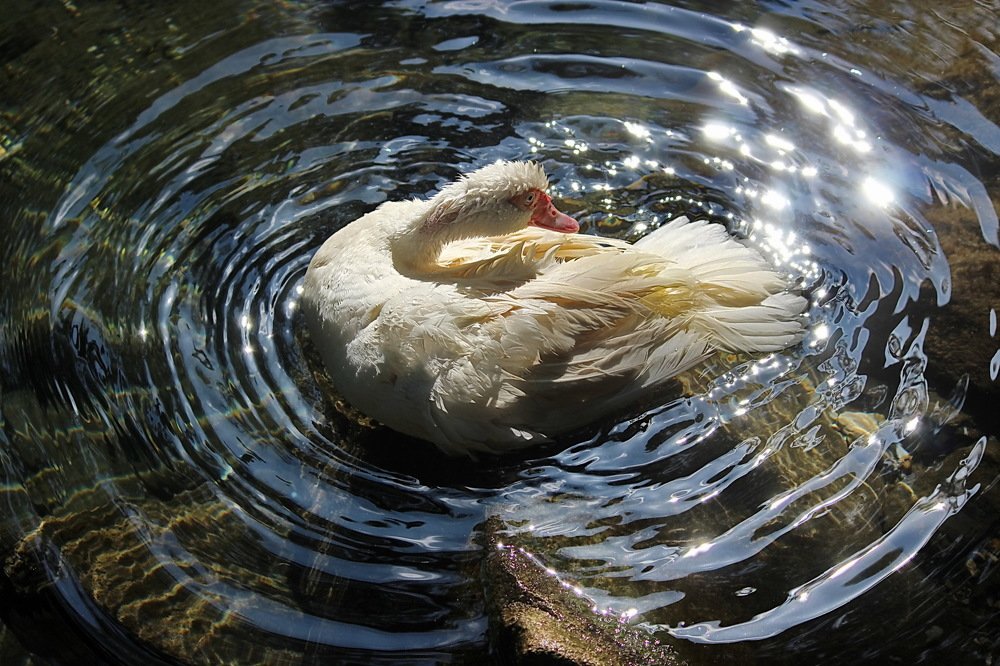 Водные процедуры.