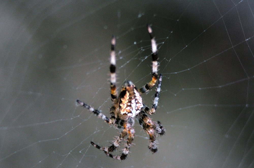 Spider