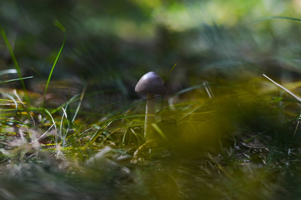 В гостях у лешего.