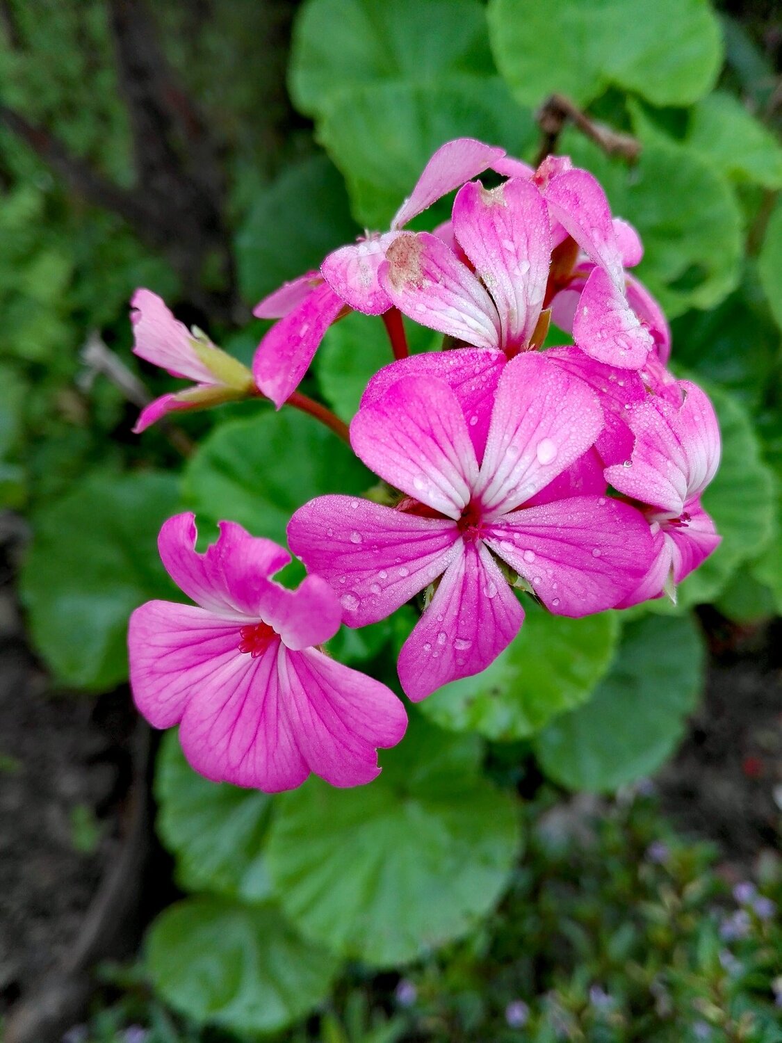 Flowers with drop of water