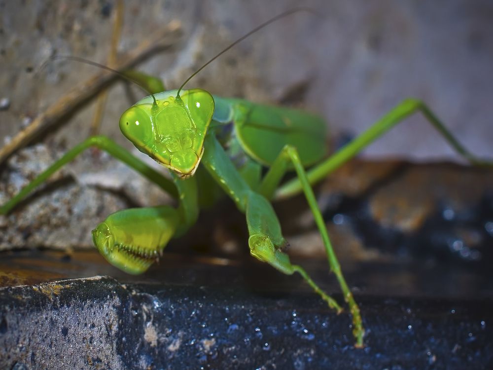 Кто здесь?!!  (Who is there?!!)