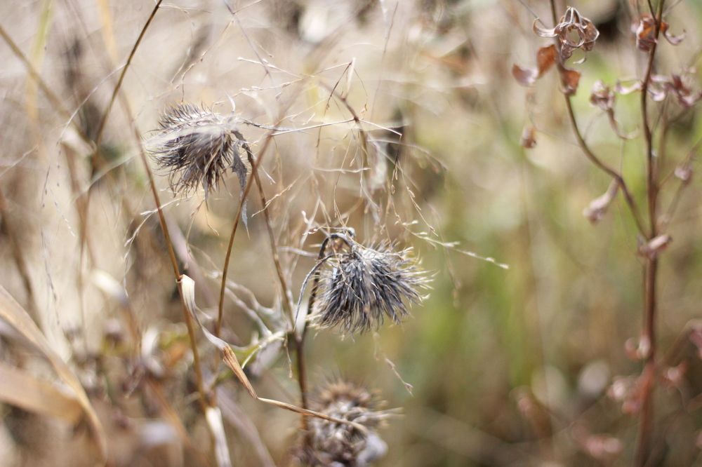 Дикая красота