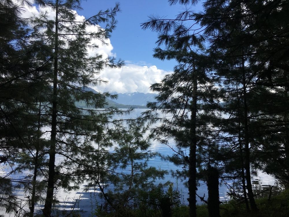 Lake Covered under the thin Veil of Trees