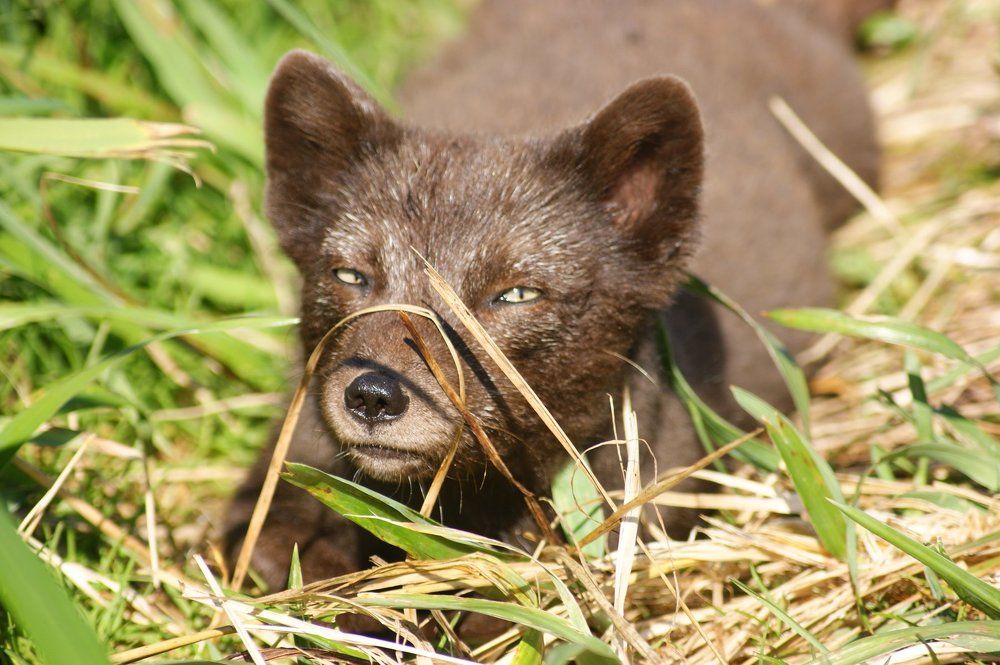 Голубой песец