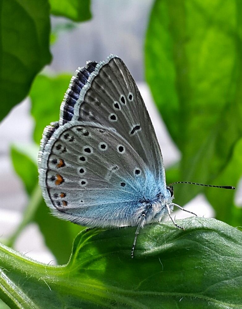 Красавица голубянка