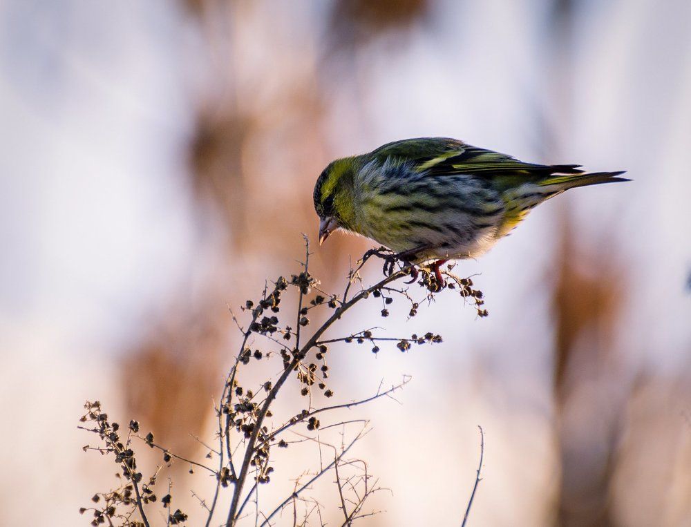 чижик -пыжик.