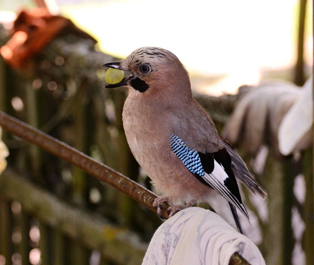 Сойка попрошайка.