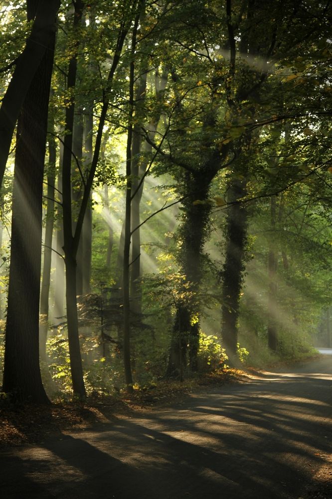 Солнечные лучи