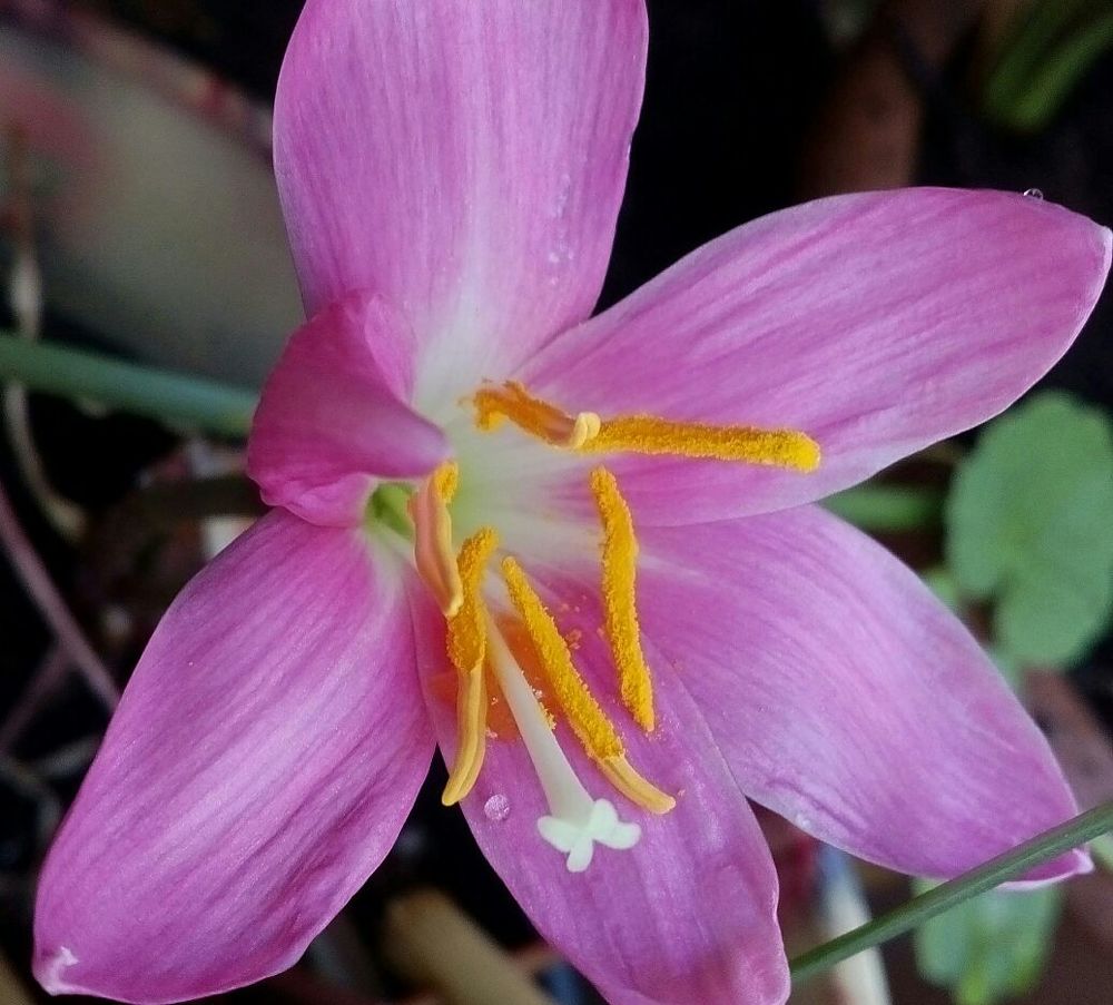 beautiful flower