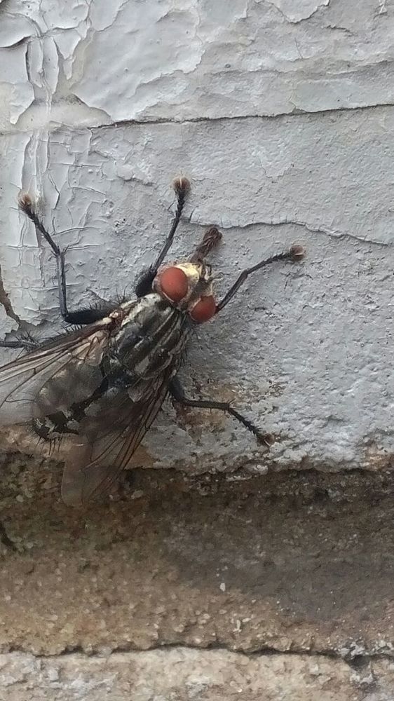 fly on the wall